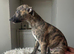 Whippet Puppies