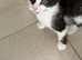 Beautiful Black & White Boy Kitten