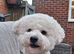 KC Registered bichon frise, new for stud