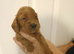 9 cockapoos left