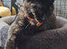 Sweet willow is looking for a loving home.