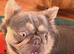 Fluffy French Bulldog Male