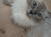 Pure ragdoll kittems 2 weeks old colours just comimg in