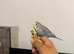 Tame Baby Budgies
