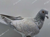 RARE COLOUR REDUCED RACING PIGEONS