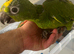 Selling handreared baby yellow crowned Amazon