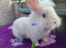 Lion lop