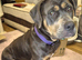 2 cane corso cross