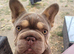 Female french bulldog