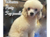 READY NOW GORGEOUS SABLE MALTIPOO PUPPIES