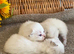 BEAUTIFUL PURE BRED BSH RARE SEAL LYNX KITTENS