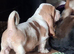 KC Reg basset hound puppy