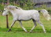 Adorable 2yr old filly