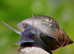 Cheap Bladder Snails x35, for 10 GBP, plus Extras