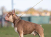 Rojo and tan French bulldog