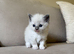 2 Ragdoll kittens
