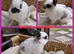 Beautiful Mini bunnies. Possibly females. Not 100%.Ready to leave 7th and 8th Aug. NR watton. No timewasters.