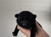 Pug PuPs Traditional Type