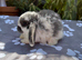 X3 baby mini lops available