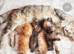 Kitten for sale 9 weeks old