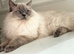 GCCF REG. EXTENSIVELY TESTED RAGDOLL KITTENS