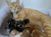 Gorgeous kittens! Ready Now!