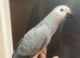 HandReared Stunning Friendly Super Tame Congo African Grey