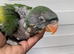 Lord Derby's Parakeet Baby for Sale