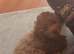 Cavapoo girl