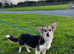 Bonnie - Tri Coloured Female (1 1/2 years old)