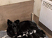 ISDS Border Collies - ready 29th May
