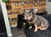 English bulldog, 4 years old needs a new home