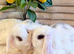 Mini Lop girls (choc & Lilac markings)