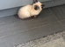 Ragdoll kittens