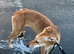 Greyhound cross saluki