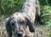 cocker spaniel puppy