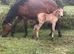 NF foals