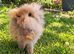 Beautiful Female Double-Maned Lionhead Rabbit - 5 Months Old