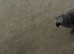 African grey