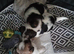 Yorkshire terrier x Jack russell pups