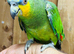 Orange winged amazon
