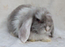 Mini lop