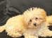 Toy poodle