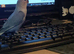 Beautiful super friendly hand reared lovebird