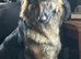KC registered german shepherd puppies- multi generational home bred line