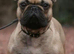 French pei black