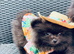 Pomeranian puppy’s