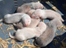 Standard ferret kits