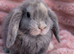 Mini lop boys