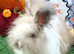 Angora x Lionhead Doe.